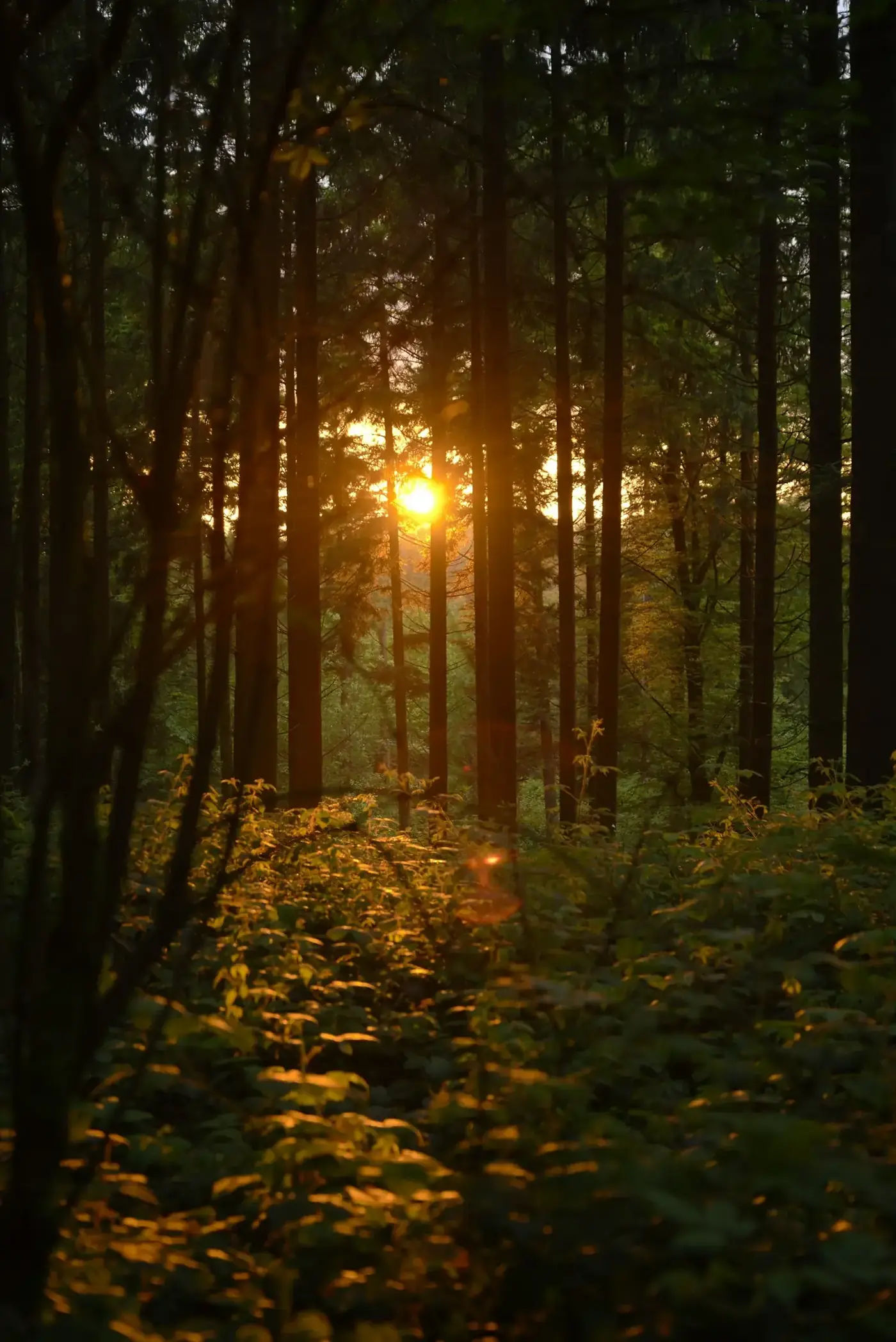 Tief stehende Sonne leuchtet durch einen Nadelwald auf das Unterholz